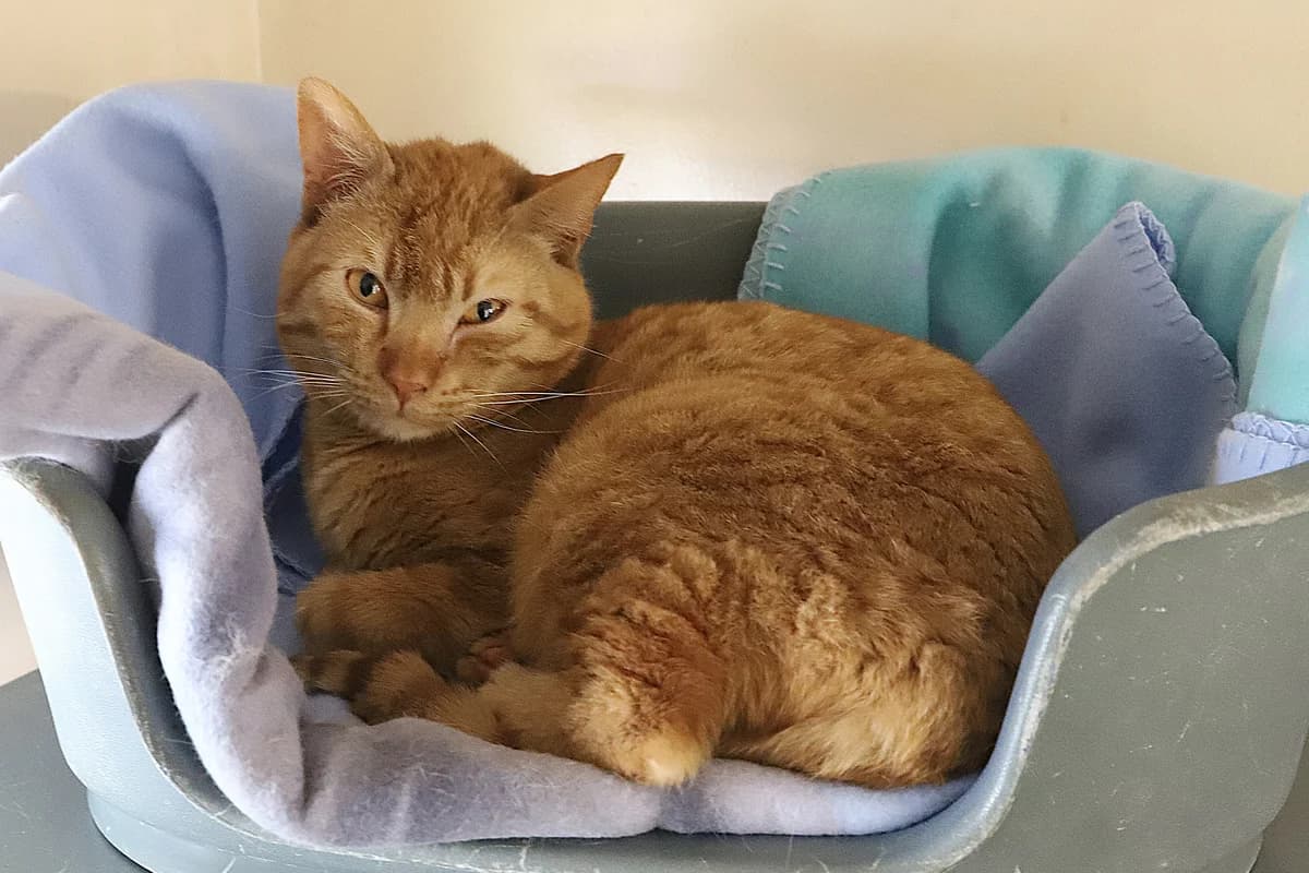 Boston, male European Shorthair for adoption at SPA les amis des bêtes — Refuge de Jouvence