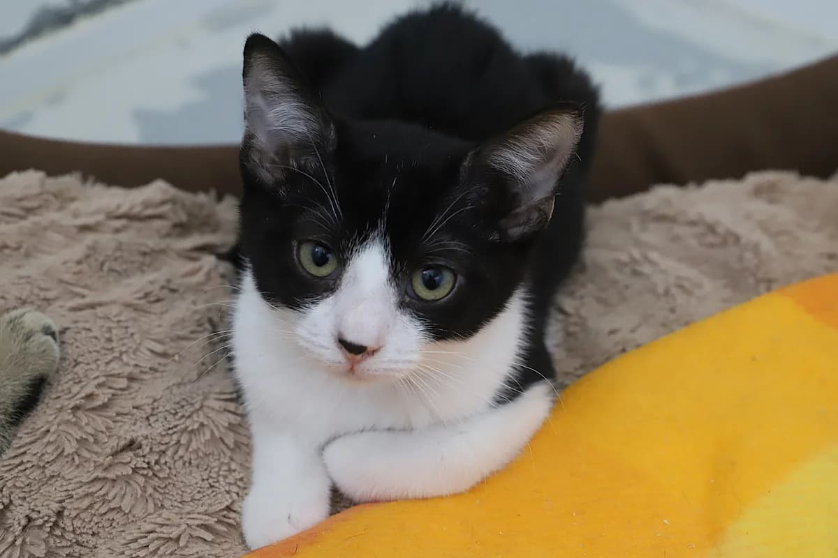 Bruce, male European Shorthair for adoption at SPA les amis des bêtes — Refuge de Jouvence