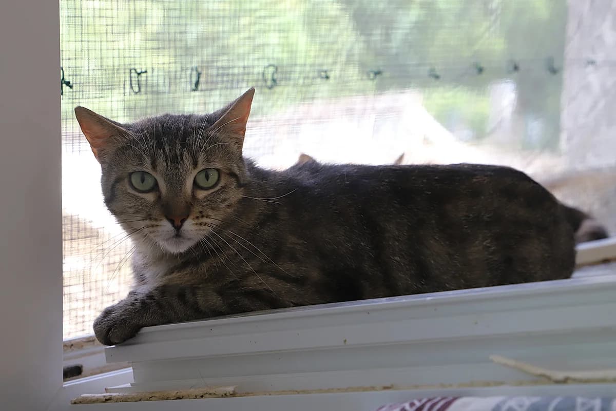 Chipounette, female European Shorthair for adoption at SPA les amis des bêtes — Refuge de Jouvence