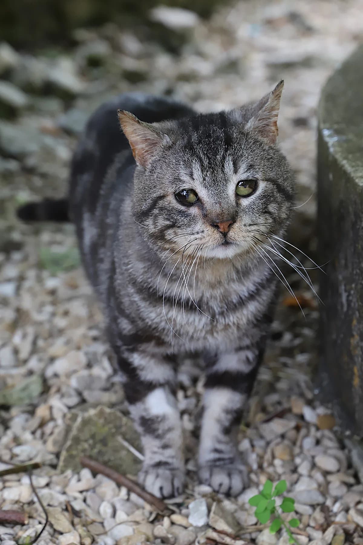Denver, male European Shorthair for adoption at SPA les amis des bêtes — Refuge de Jouvence