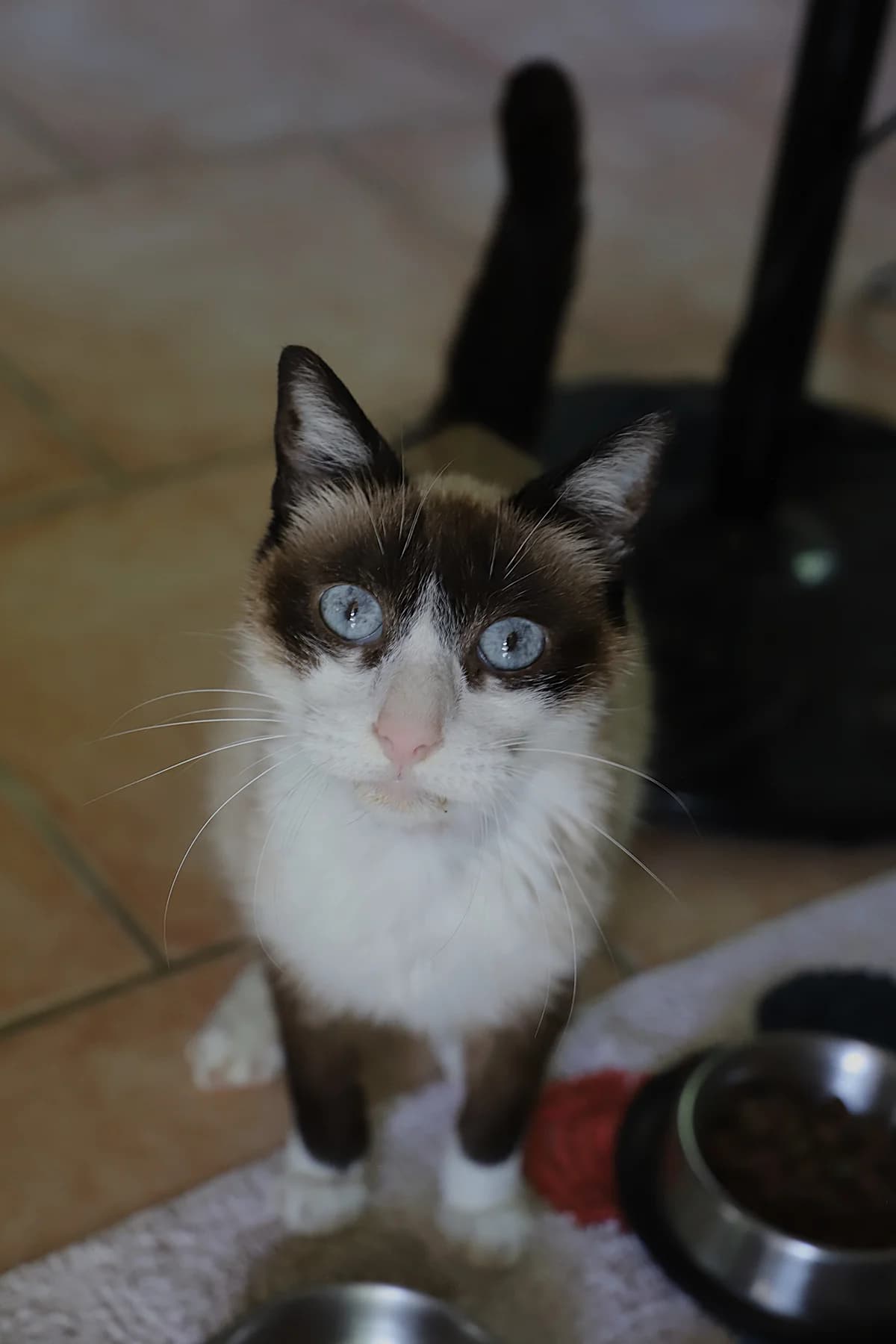 Flocon, male Mixed Breed for adoption at SPA les amis des bêtes — Refuge de Jouvence