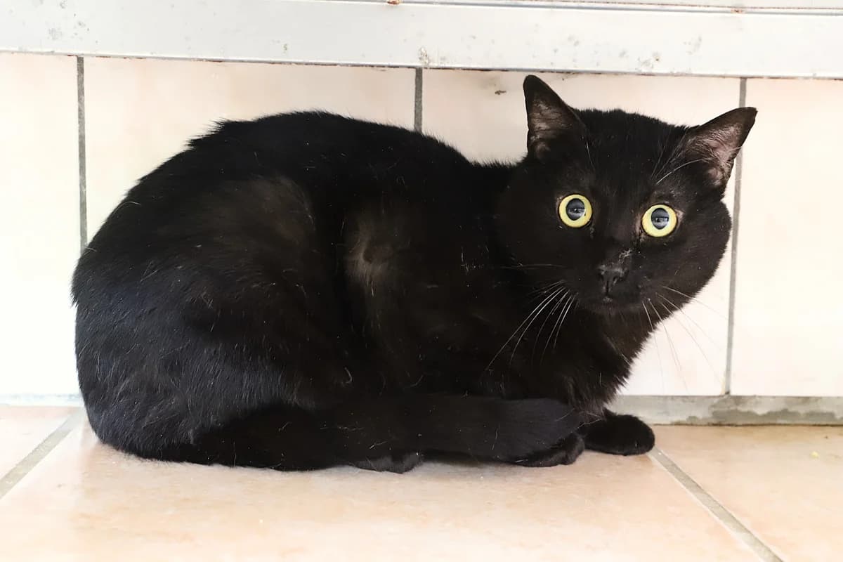 FRISCO, male European Shorthair for adoption at Refuge de Jouvence - SPA les amis des bêtes