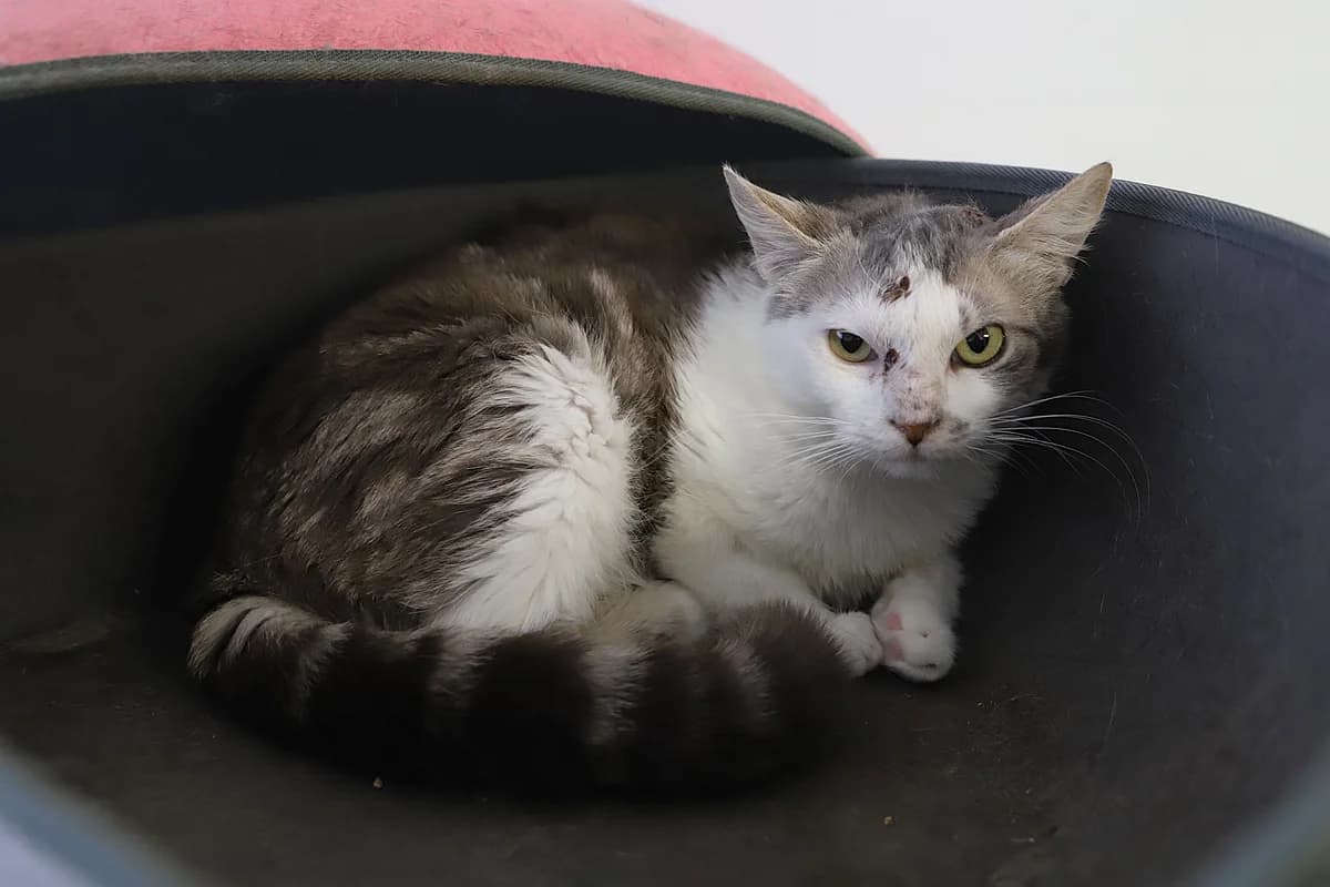 Gimly, male European Shorthair for adoption at SPA les amis des bêtes — Refuge de Jouvence