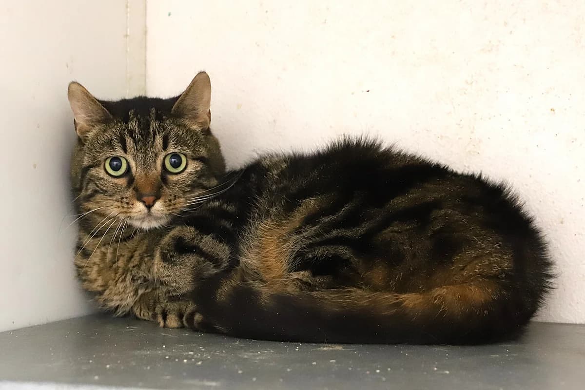 Gribouille, male European Shorthair for adoption at SPA les amis des bêtes — Refuge de Jouvence
