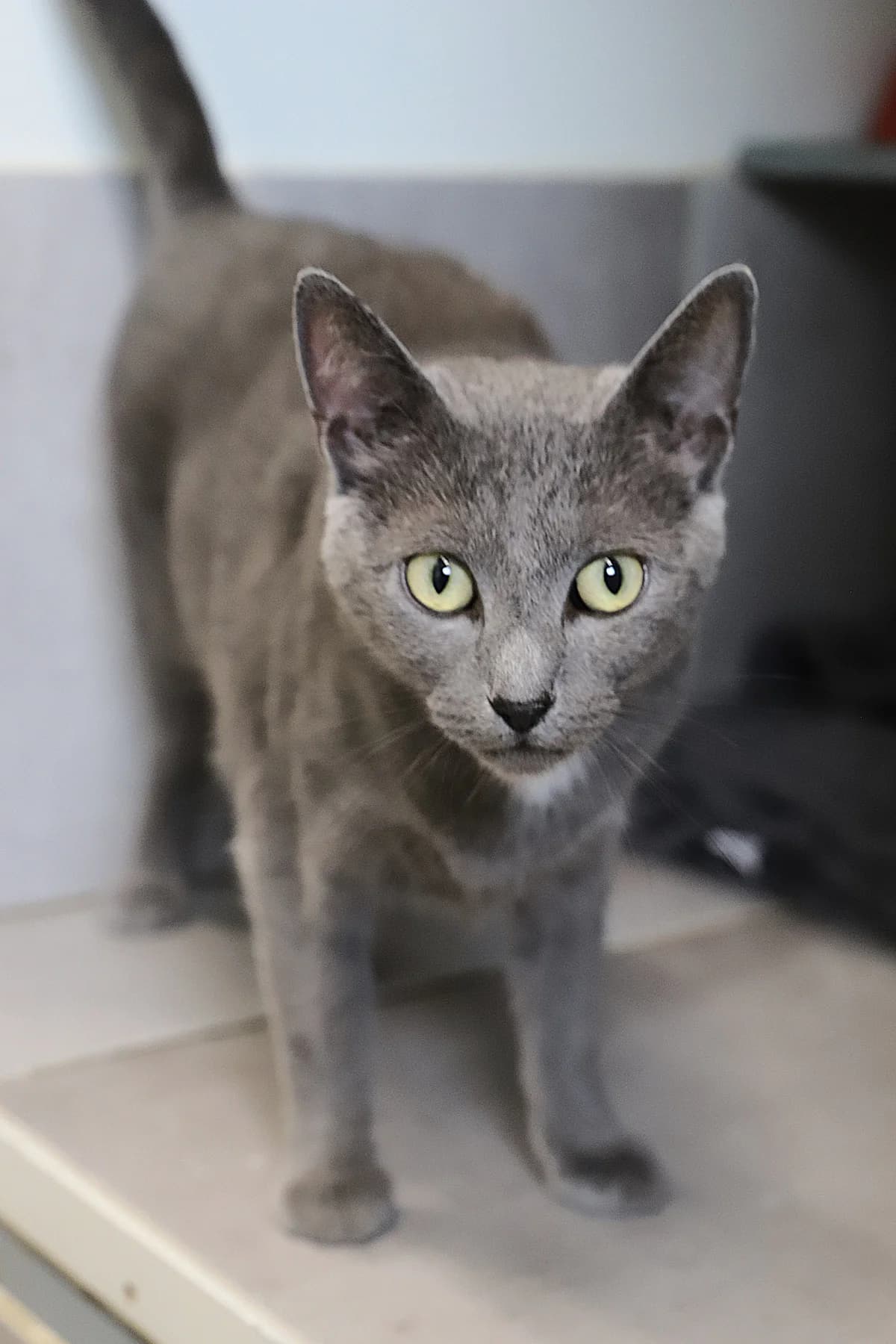 Hanahita, female European Shorthair for adoption at SPA les amis des bêtes — Refuge de Jouvence