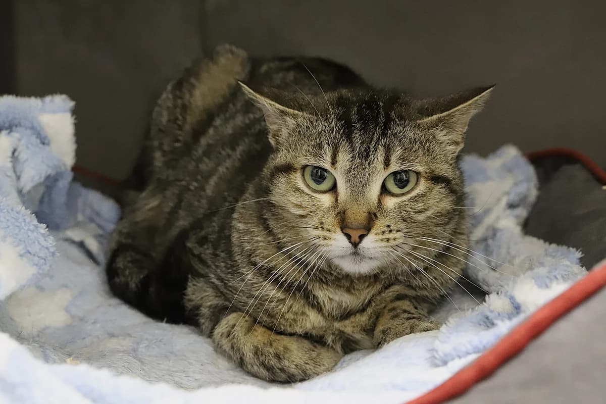 Haru, female European Shorthair for adoption at SPA les amis des bêtes — Refuge de Jouvence