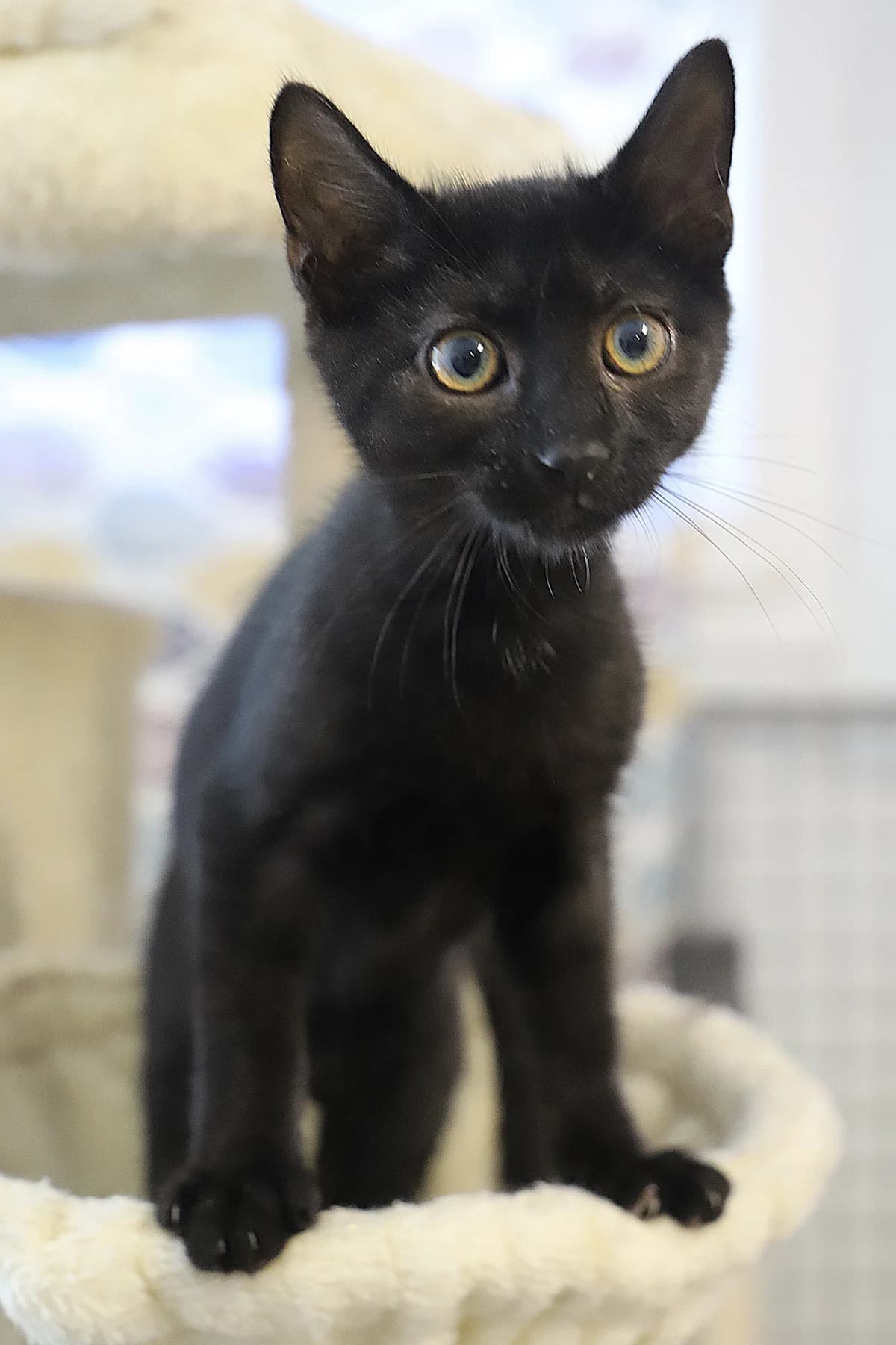 Henry, male European Shorthair for adoption at SPA les amis des bêtes — Refuge de Jouvence