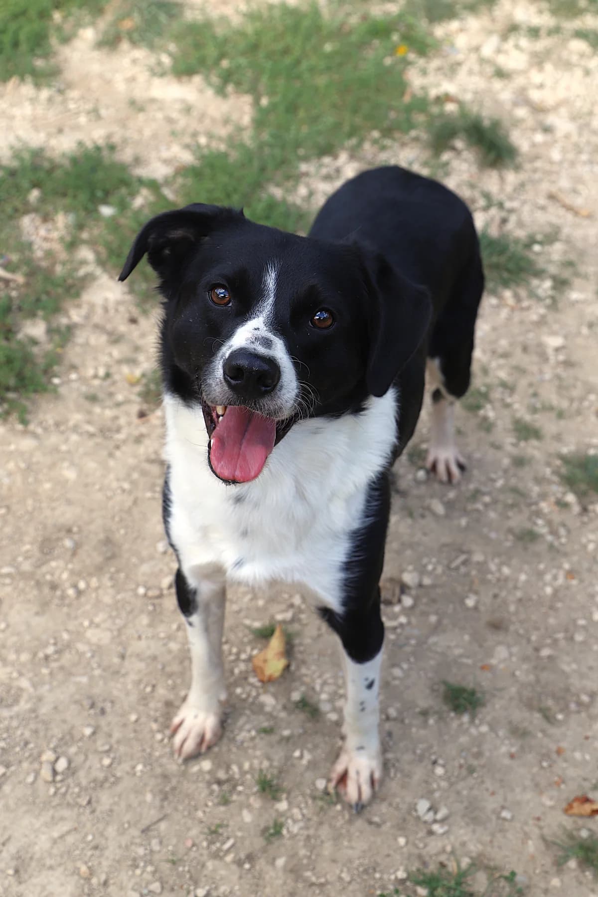 Icetea, male Mixed Breed for adoption at SPA les amis des bêtes — Refuge de Jouvence