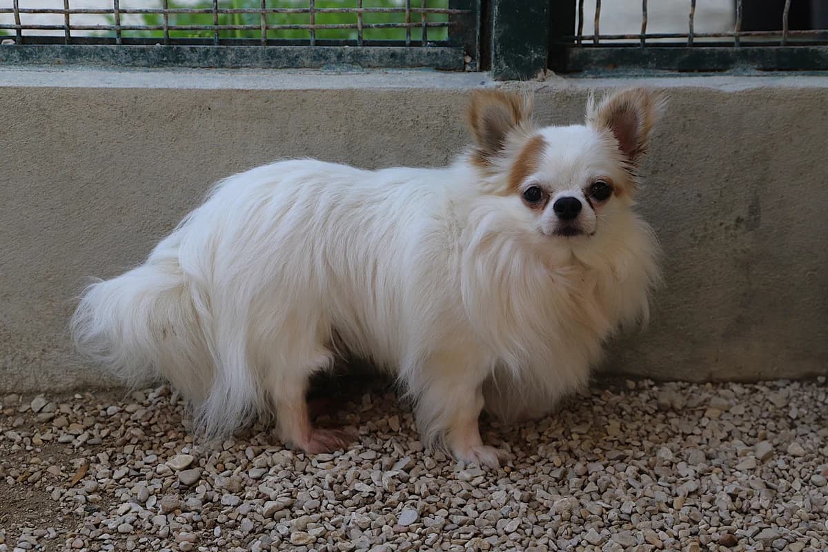 JASPER JUNIOR, male Chihuahua for adoption at Refuge de Jouvence - SPA les amis des bêtes