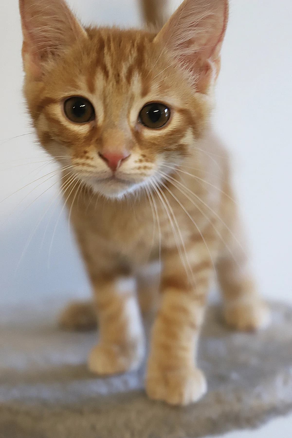 King, male European Shorthair for adoption at SPA les amis des bêtes — Refuge de Jouvence