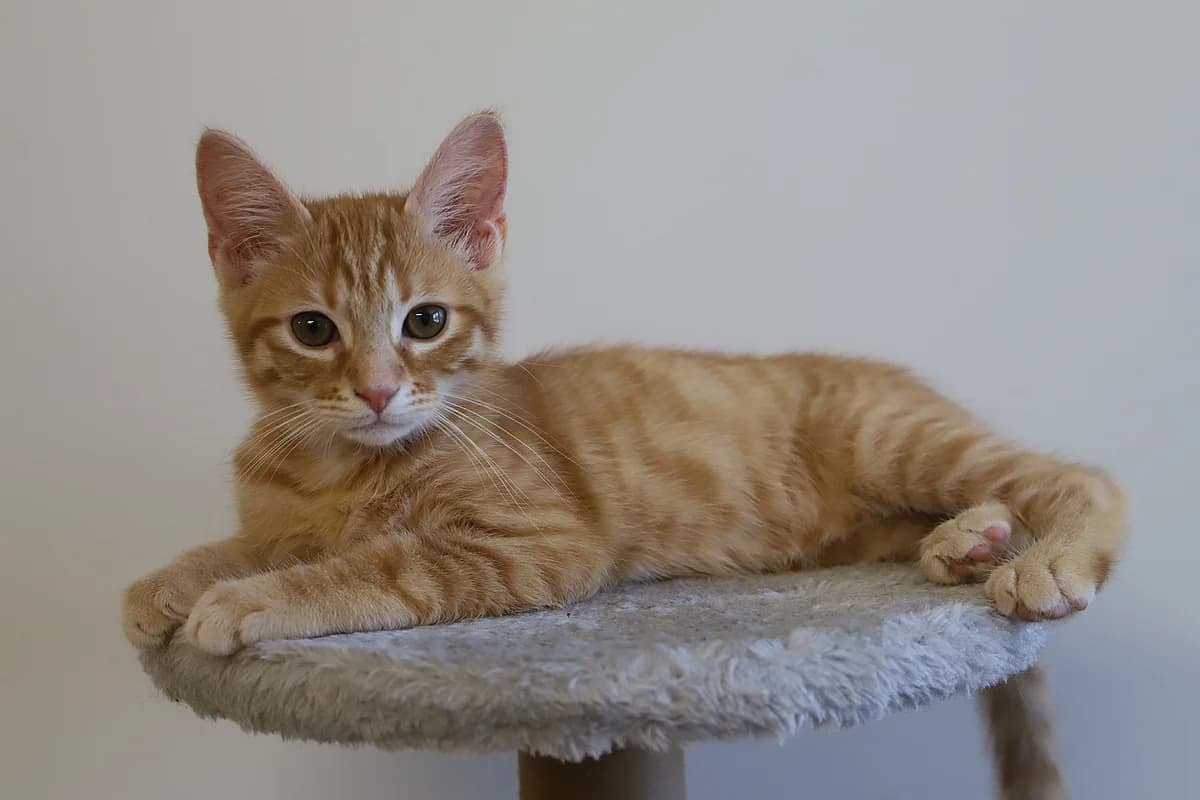 Kong, male European Shorthair for adoption at SPA les amis des bêtes — Refuge de Jouvence