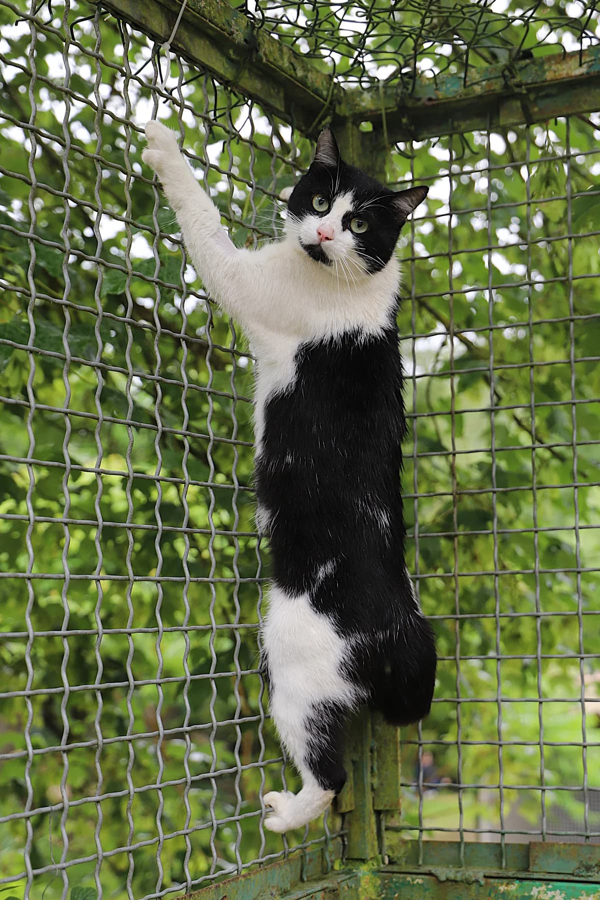 Lancelot, male European Shorthair for adoption at SPA les amis des bêtes — Refuge de Jouvence