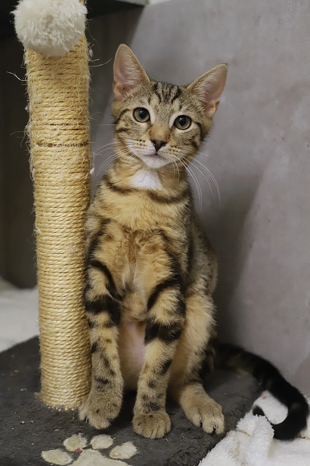 LYLOO, male European Shorthair for adoption at Refuge de Jouvence - SPA les amis des bêtes