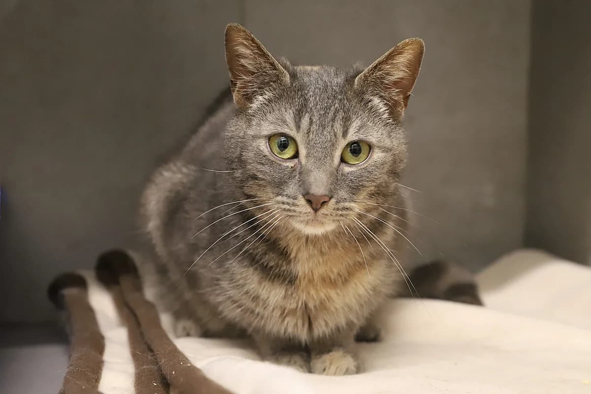 Madison, female European Shorthair for adoption at SPA les amis des bêtes — Refuge de Jouvence