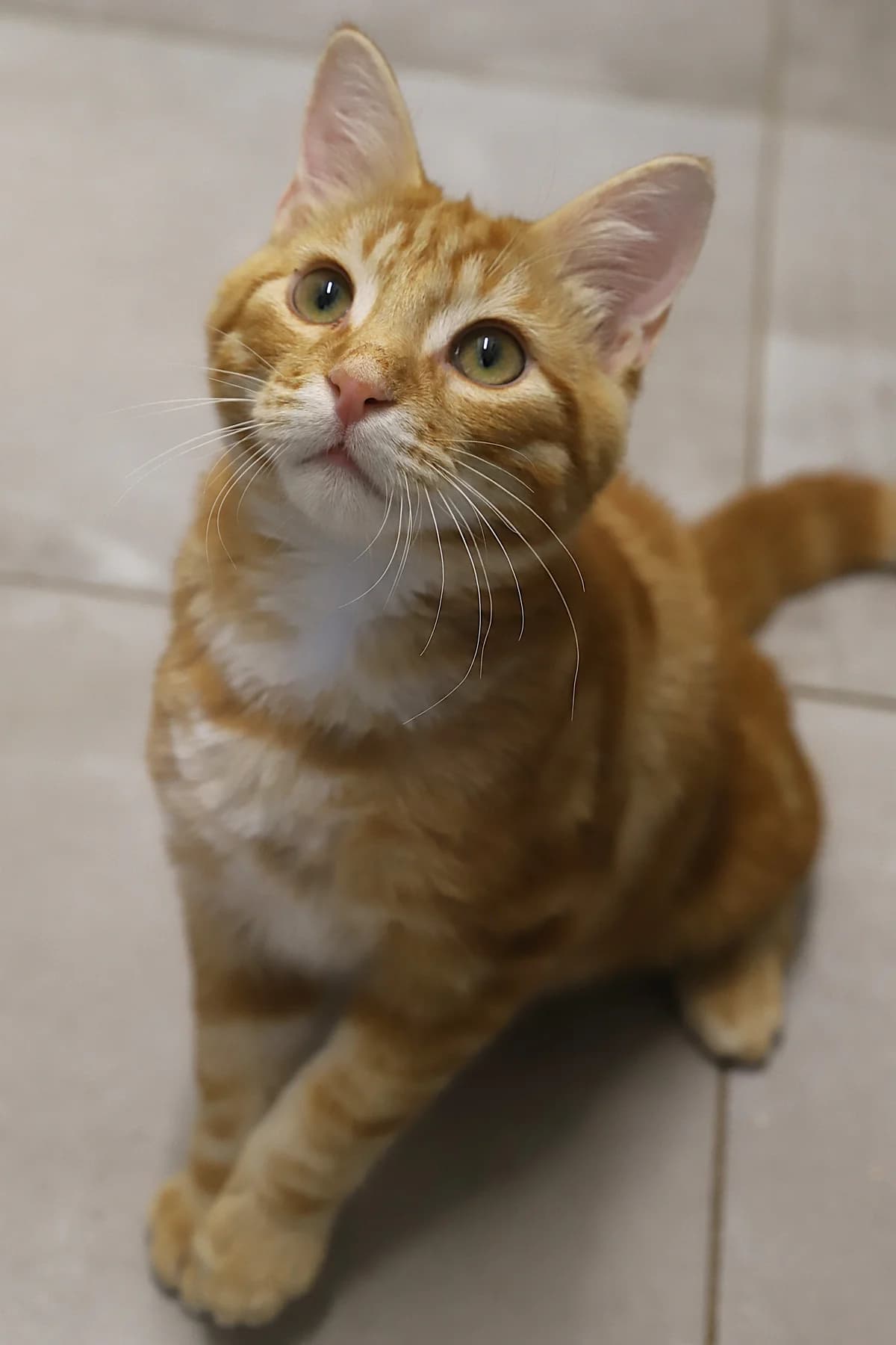 MAITRE YODA, male European Shorthair for adoption at Refuge de Jouvence - SPA les amis des bêtes