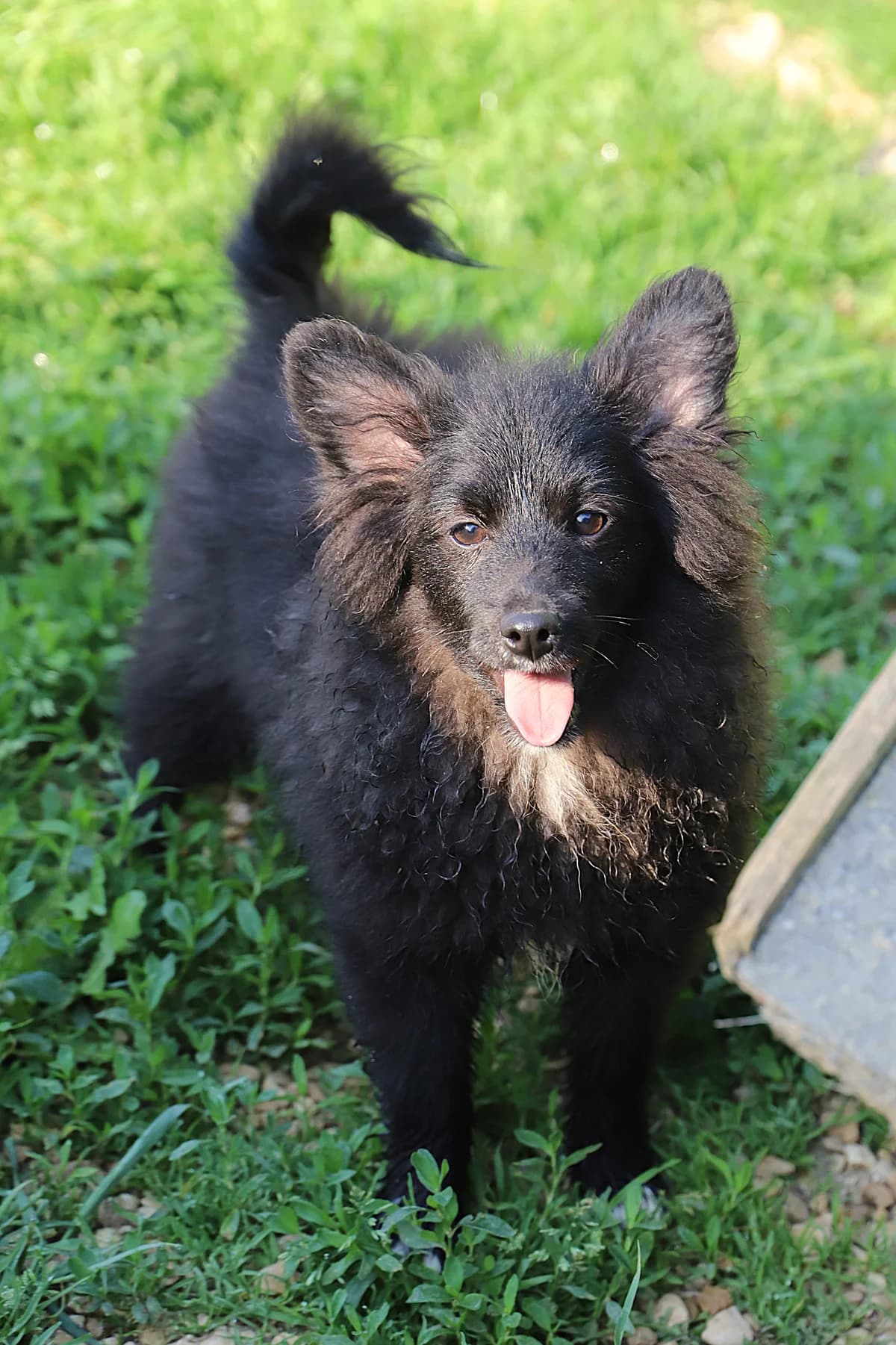Maoi, male mixed breed for adoption at SPA les amis des bêtes — Refuge de Jouvence