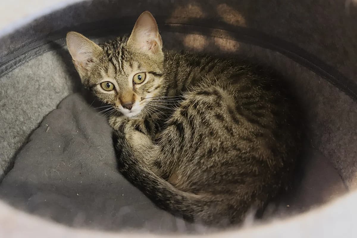 Markyse, female European Shorthair for adoption at SPA les amis des bêtes — Refuge de Jouvence