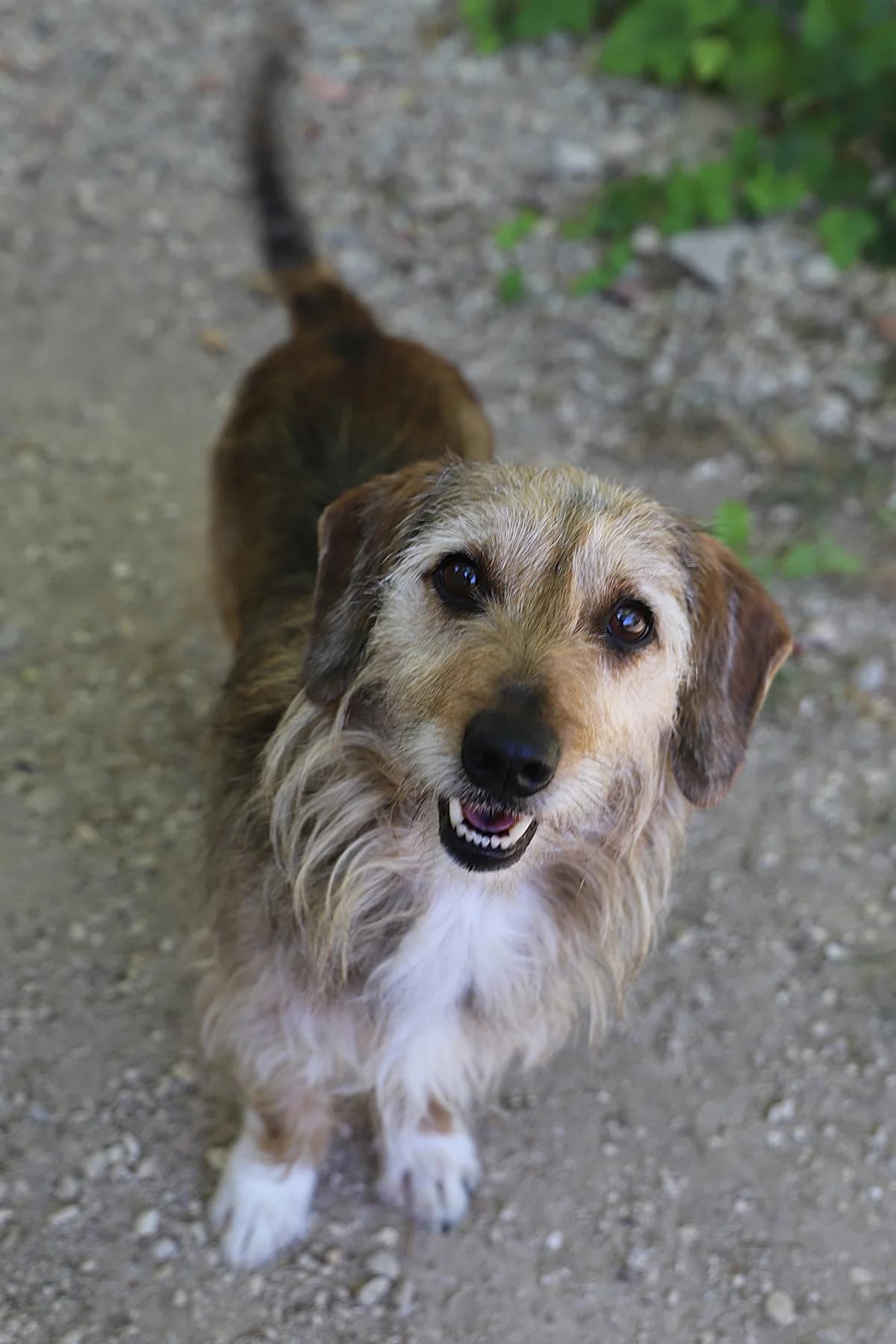 Max, male Dachshund for adoption at SPA les amis des bêtes — Refuge de Jouvence