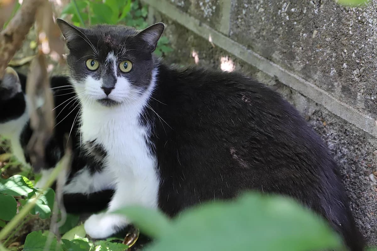 Merlin, male European Shorthair for adoption at SPA les amis des bêtes — Refuge de Jouvence