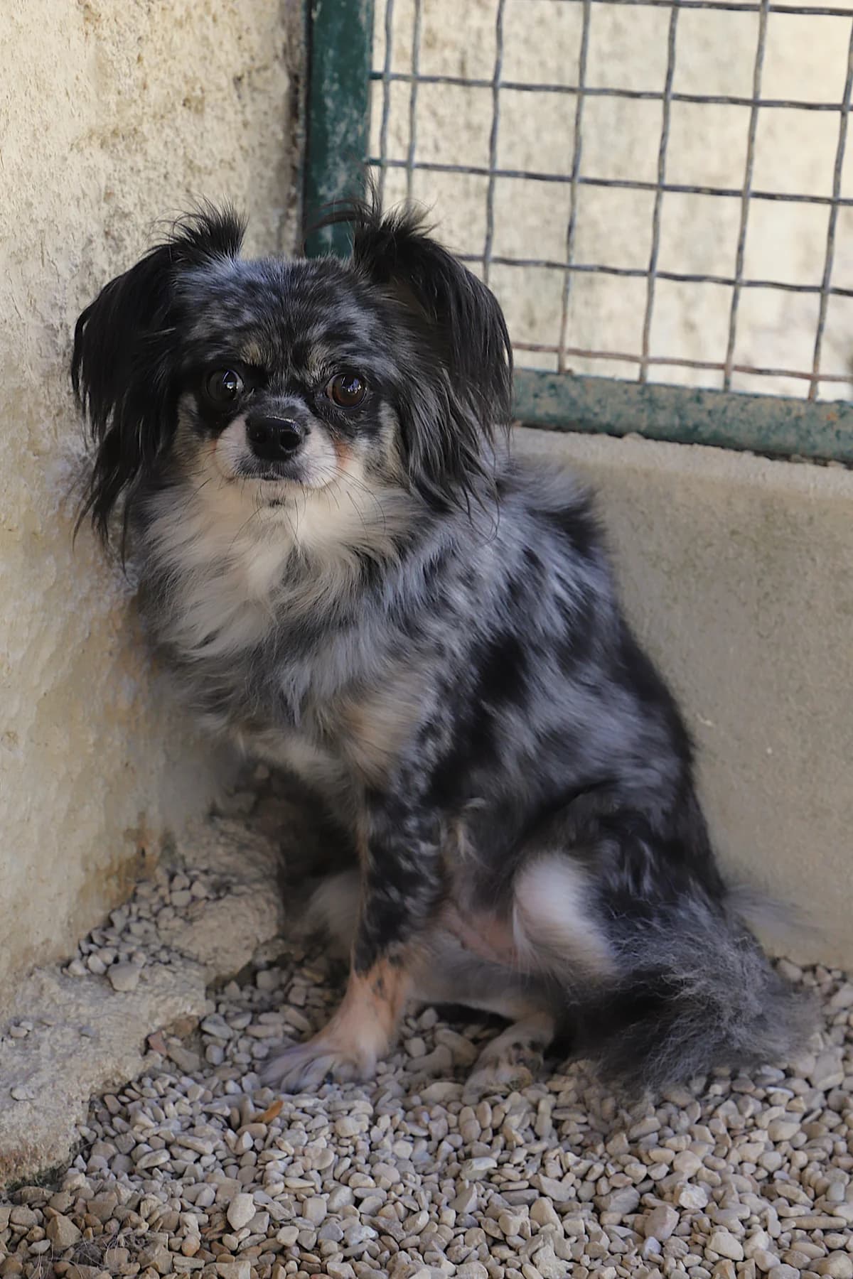 MERLUCHE, female Chihuahua for adoption at Refuge de Jouvence - SPA les amis des bêtes