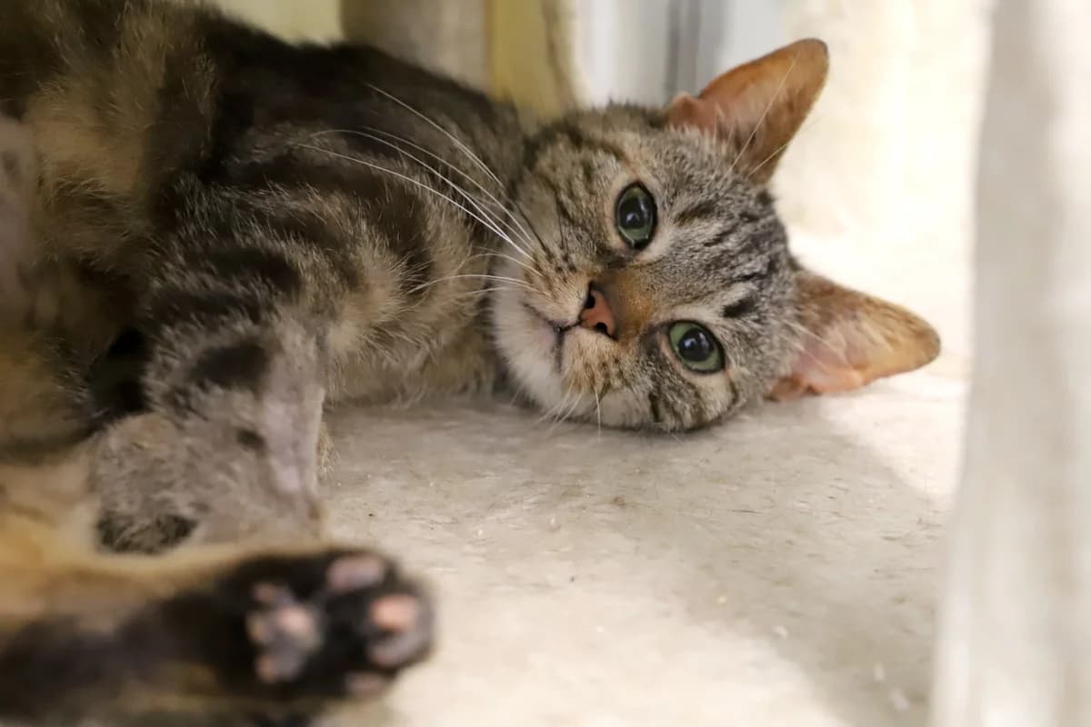 MIAMI, female European Shorthair for adoption at Refuge de Jouvence - SPA les amis des bêtes