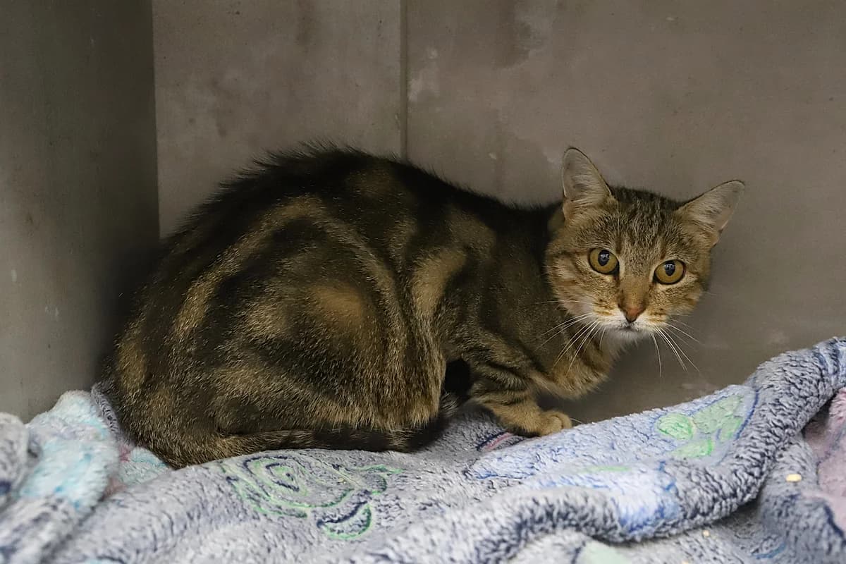 Mireille, female European Shorthair for adoption at SPA les amis des bêtes — Refuge de Jouvence