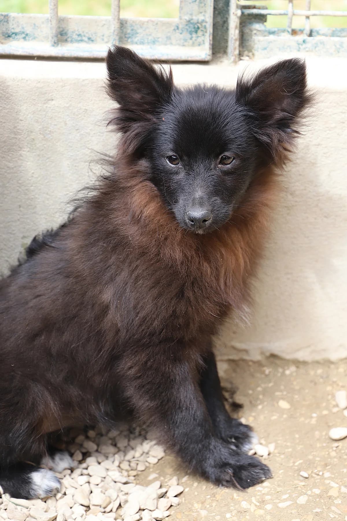 Naranja, female mixed breed for adoption at SPA les amis des bêtes — Refuge de Jouvence
