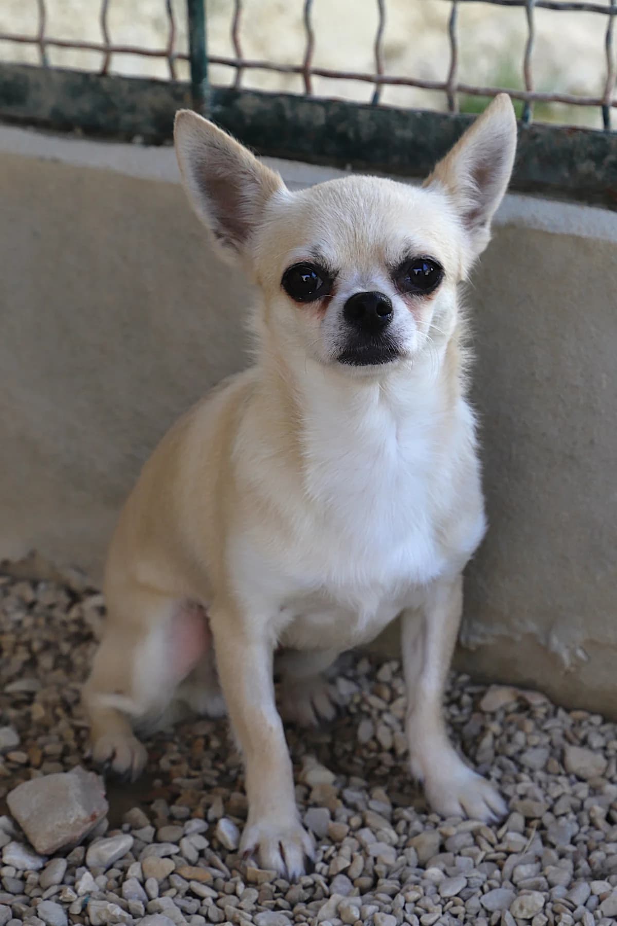 NELFY, female Chihuahua for adoption at Refuge de Jouvence - SPA les amis des bêtes
