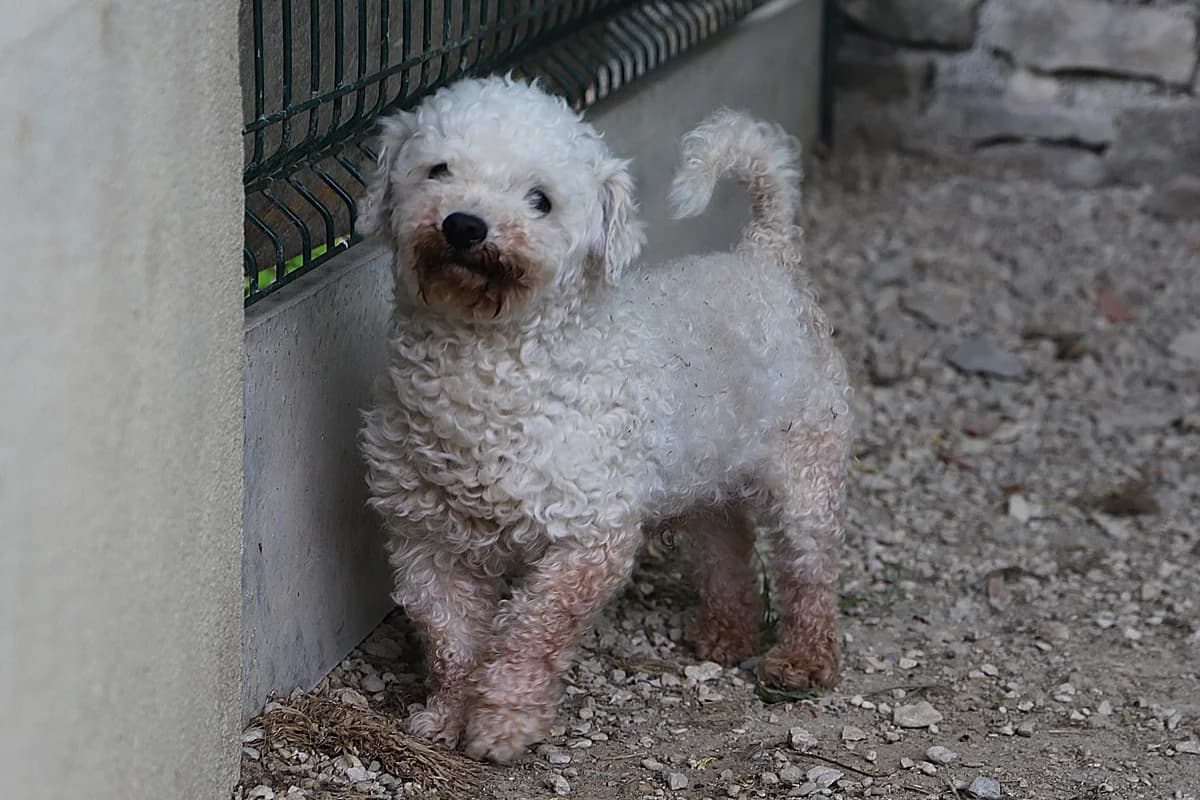 Nooki, male Bichon Frisé for adoption at SPA les amis des bêtes — Refuge de Jouvence