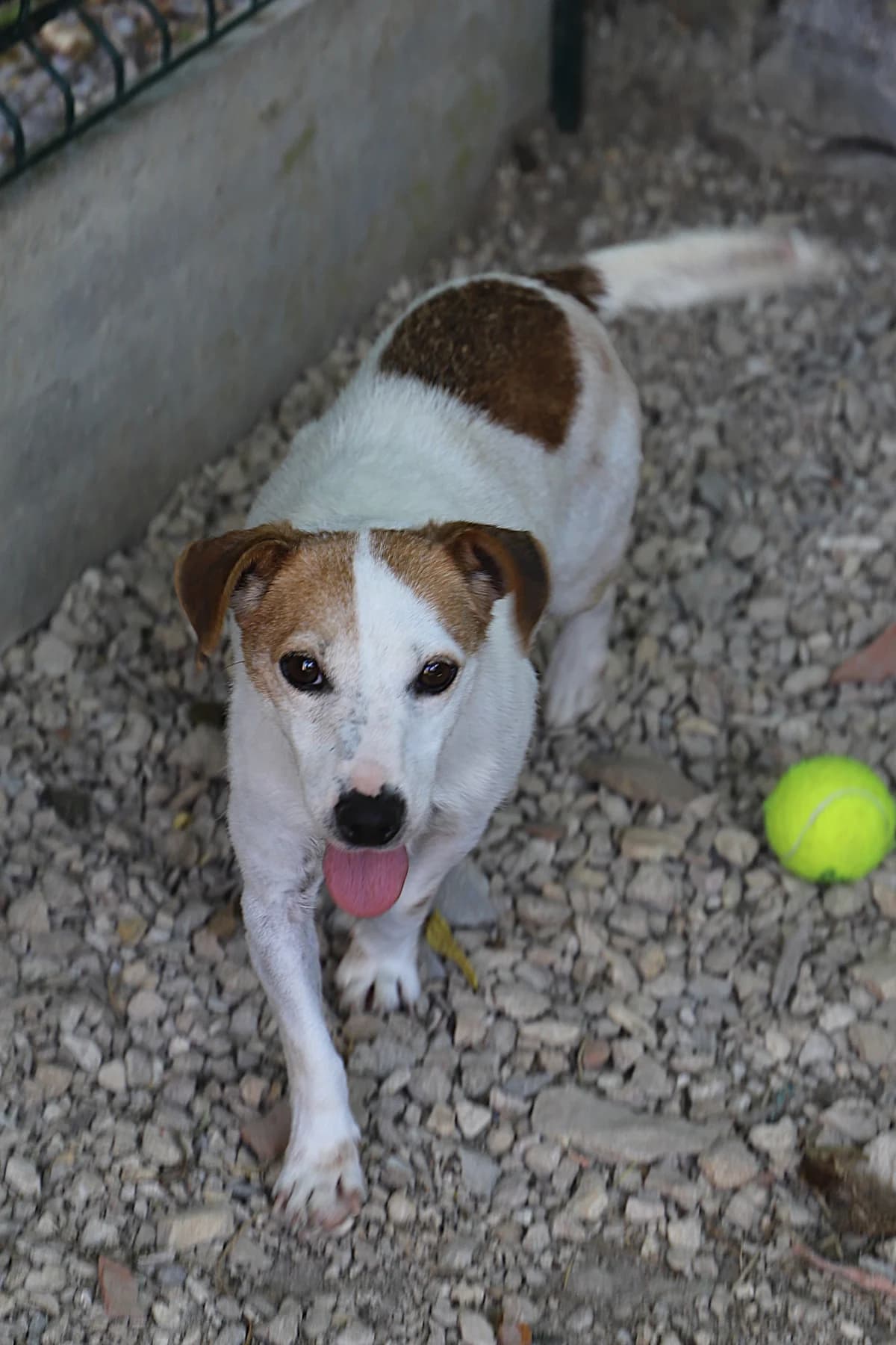 Olya, female Jack Russell Terrier for adoption at SPA les amis des bêtes — Refuge de Jouvence