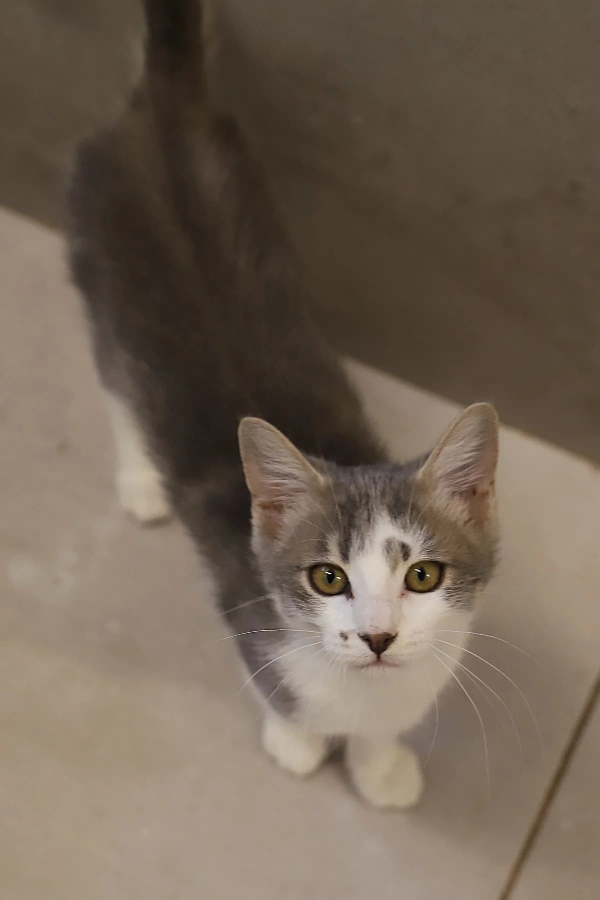 Orkyde, female European Shorthair for adoption at SPA les amis des bêtes — Refuge de Jouvence