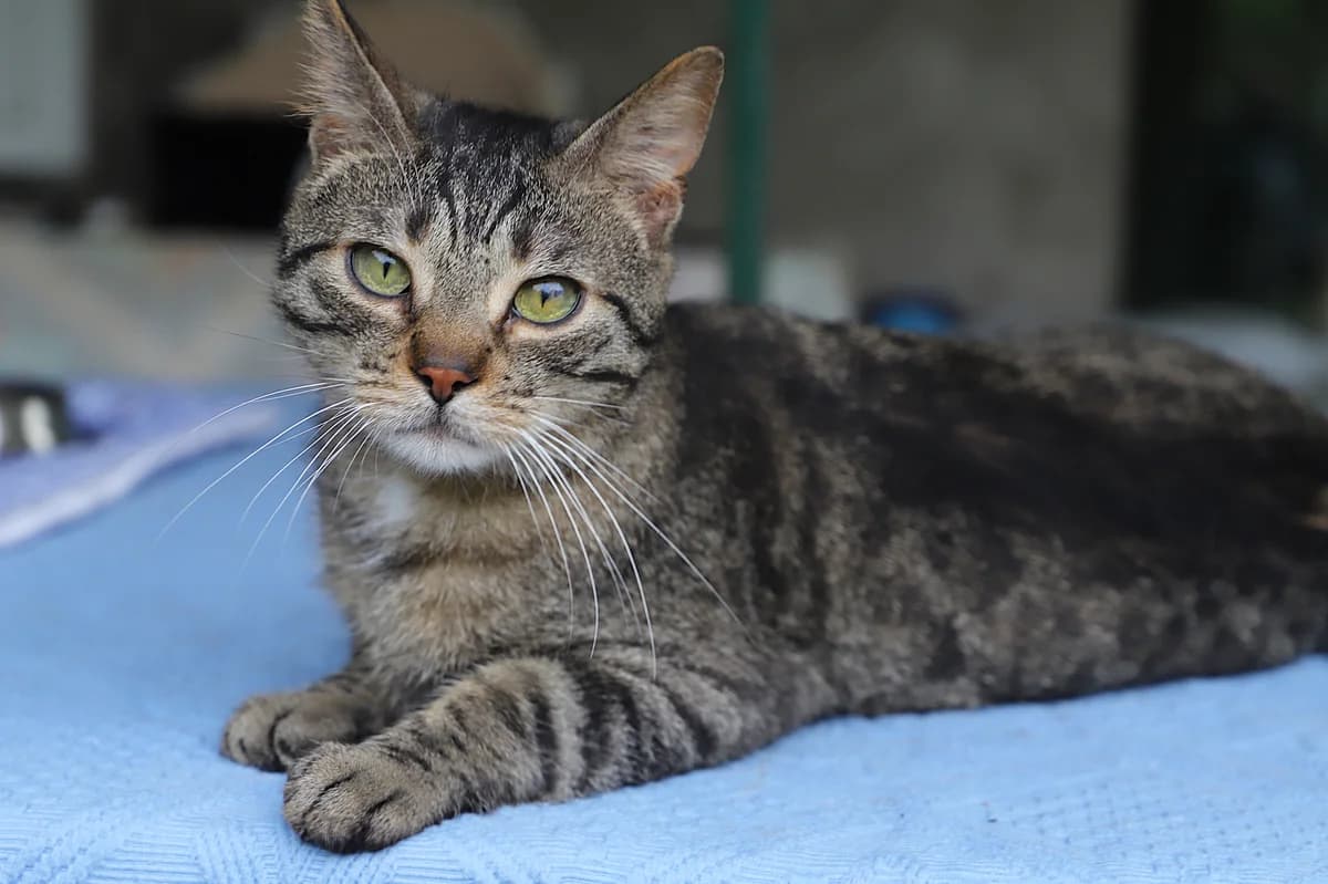 Orlando, male European Shorthair for adoption at SPA les amis des bêtes — Refuge de Jouvence