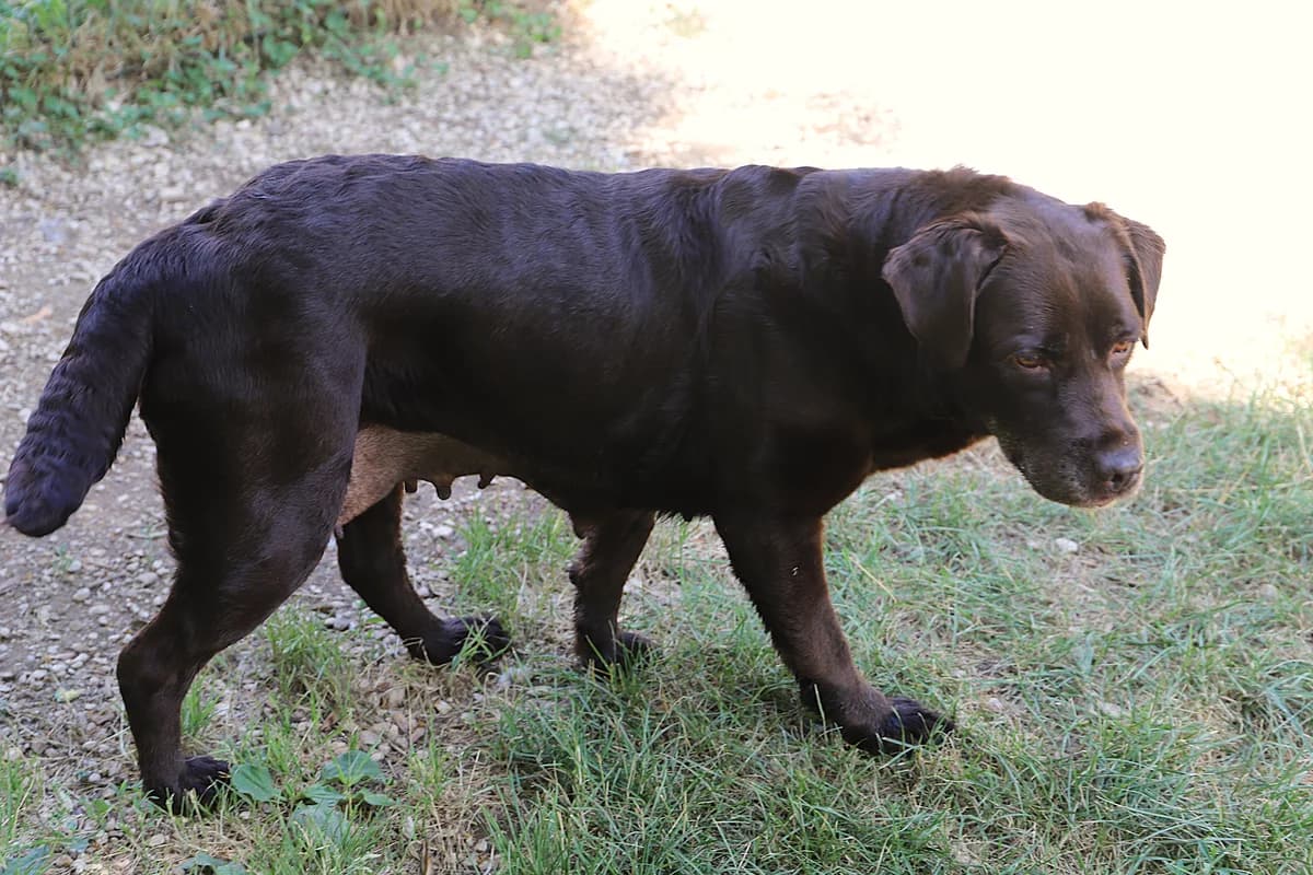 Osaca, female Labrador Retriever for adoption at SPA les amis des bêtes — Refuge de Jouvence