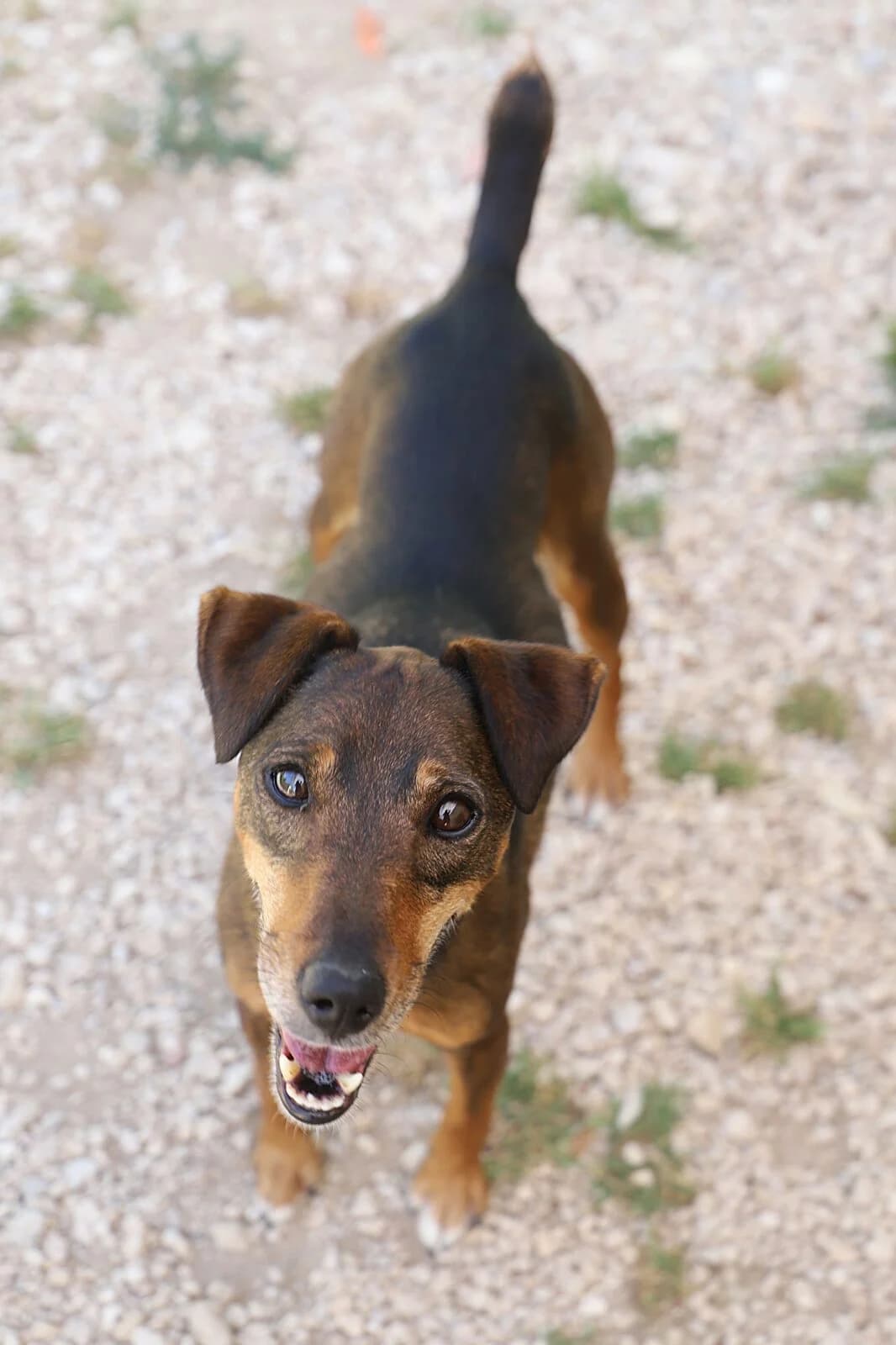 Pepette, female Dachshund for adoption at SPA les amis des bêtes — Refuge de Jouvence