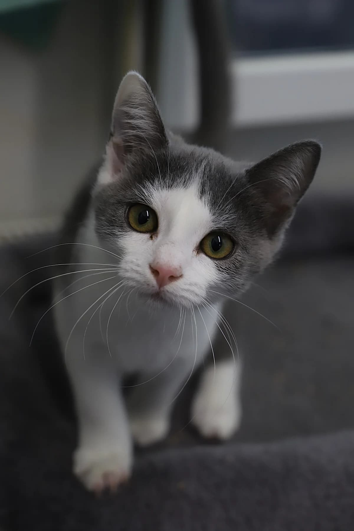 Petunnya, female European Shorthair for adoption at SPA les amis des bêtes — Refuge de Jouvence