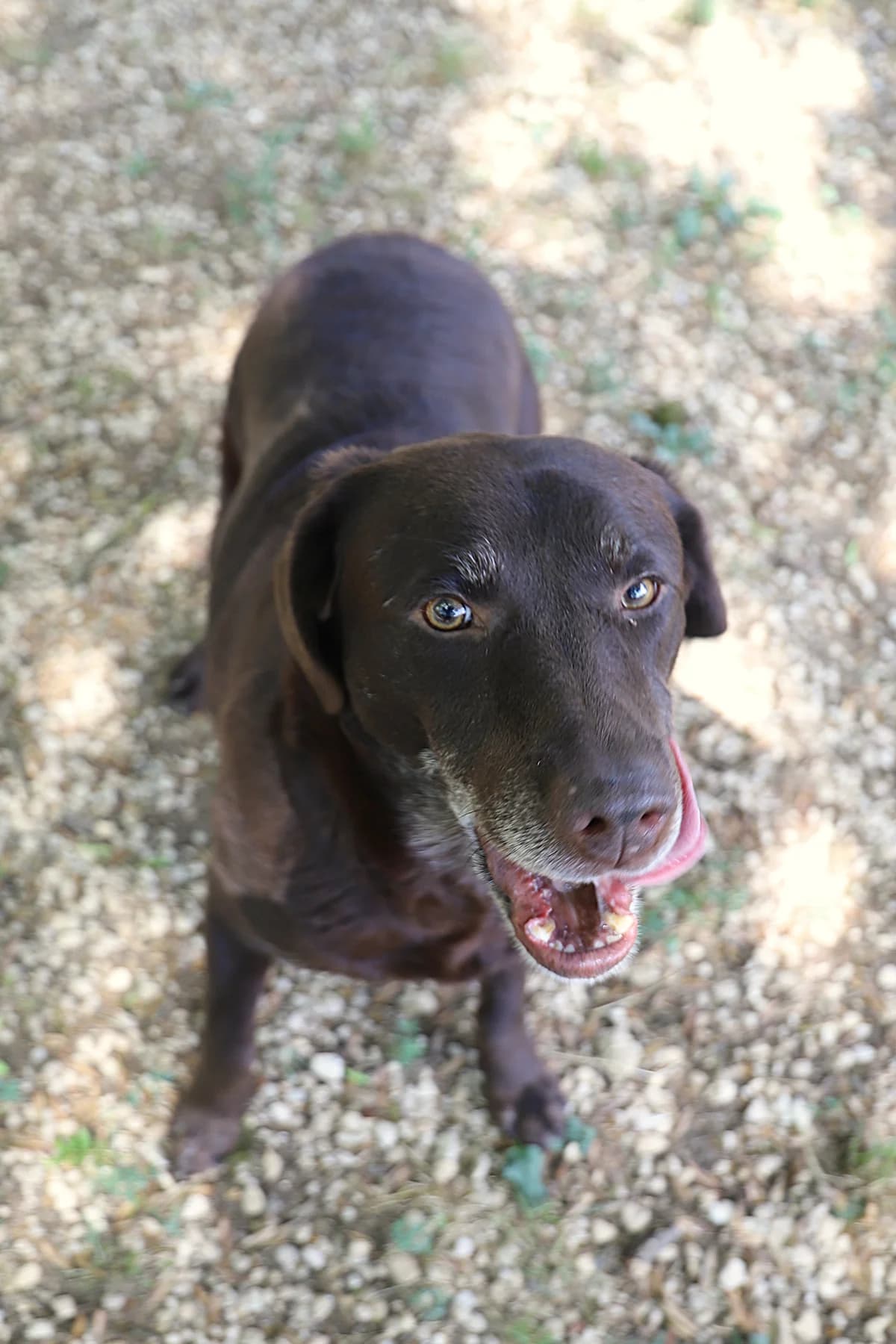 Pexy, female Labrador Retriever for adoption at SPA les amis des bêtes — Refuge de Jouvence