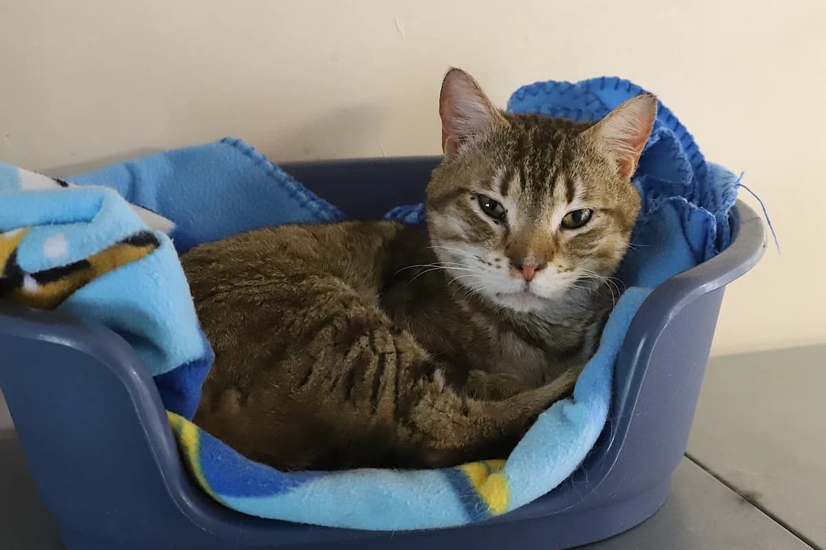Phoenix, male European Shorthair for adoption at SPA les amis des bêtes — Refuge de Jouvence