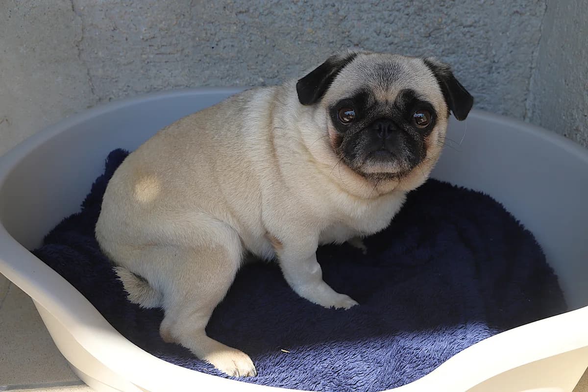 Princesse, female Pug for adoption at SPA les amis des bêtes — Refuge de Jouvence