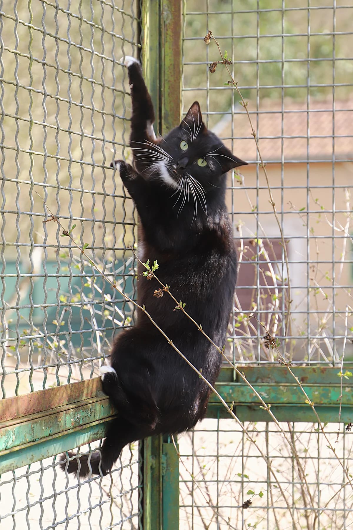 Pti loup, male European Shorthair for adoption at SPA les amis des bêtes — Refuge de Jouvence