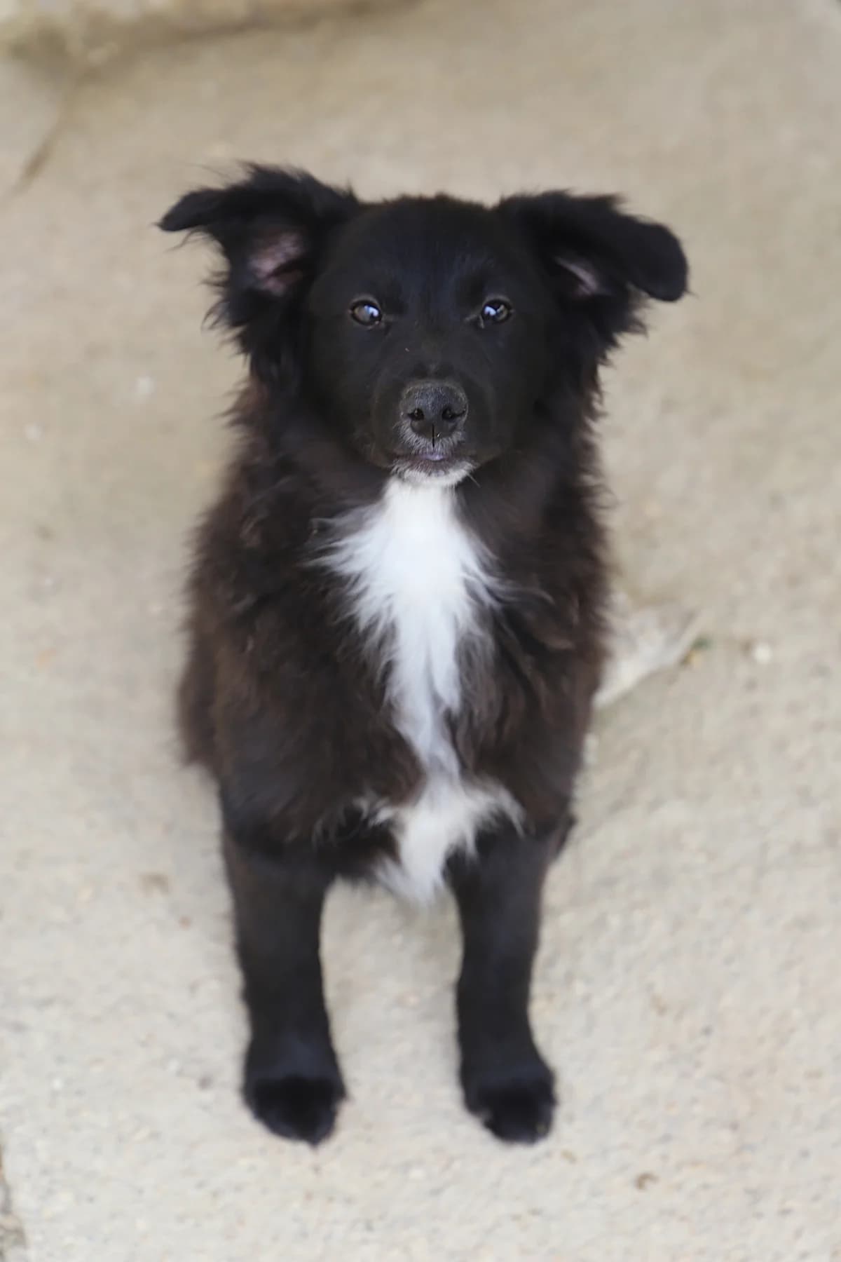 Red, male mixed breed for adoption at SPA les amis des bêtes — Refuge de Jouvence