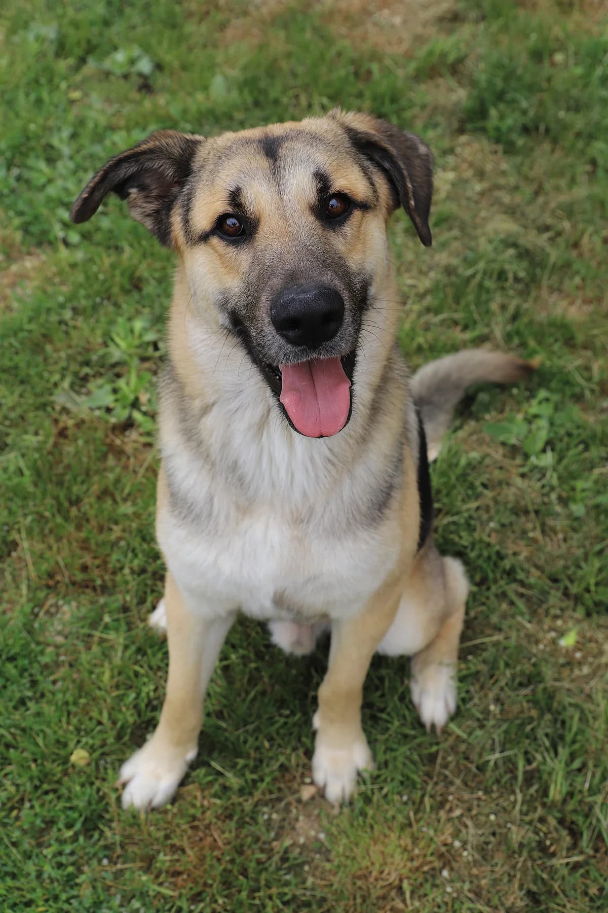 Rex, male Mixed Breed for adoption at SPA les amis des bêtes — Refuge de Jouvence