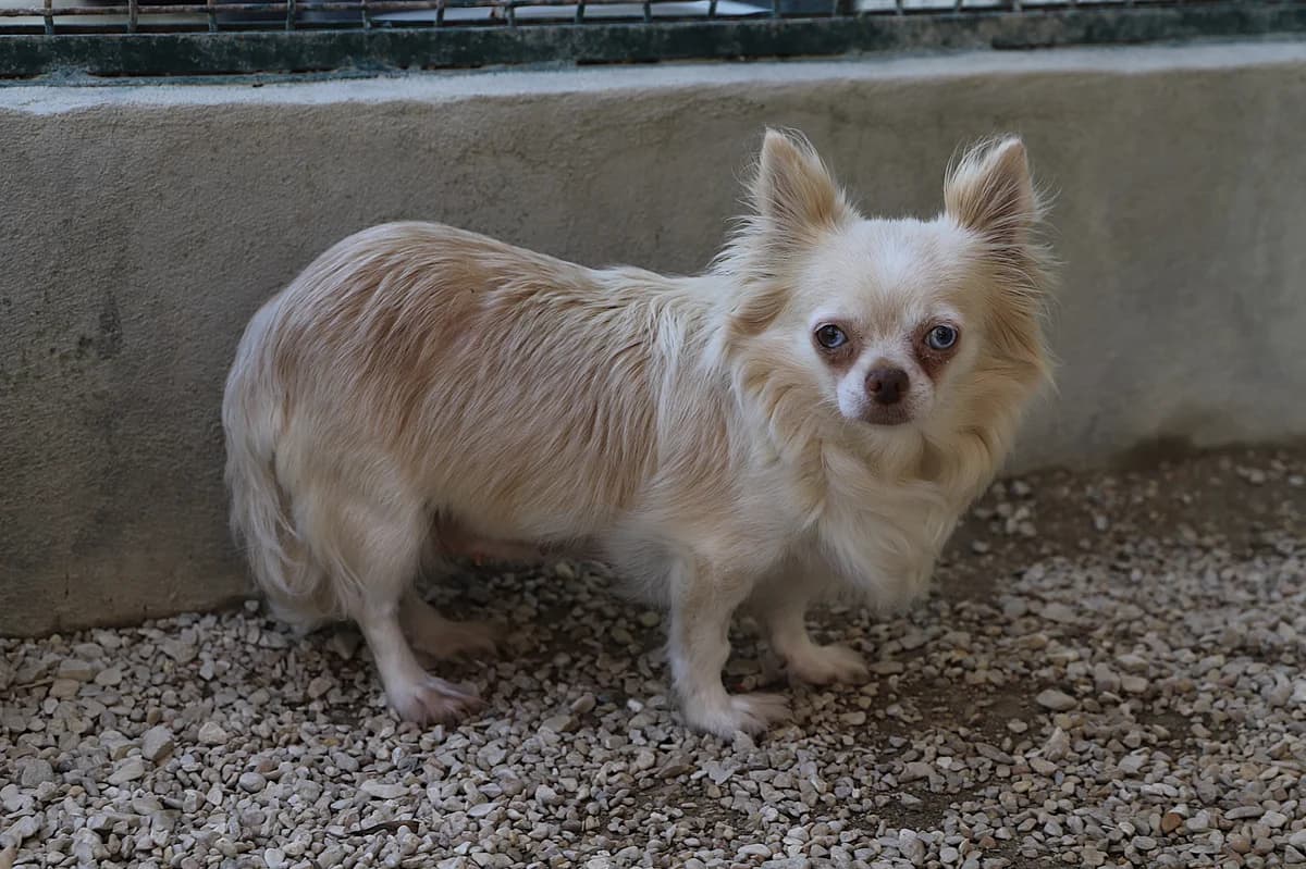 RIVIERA, female Chihuahua for adoption at Refuge de Jouvence - SPA les amis des bêtes