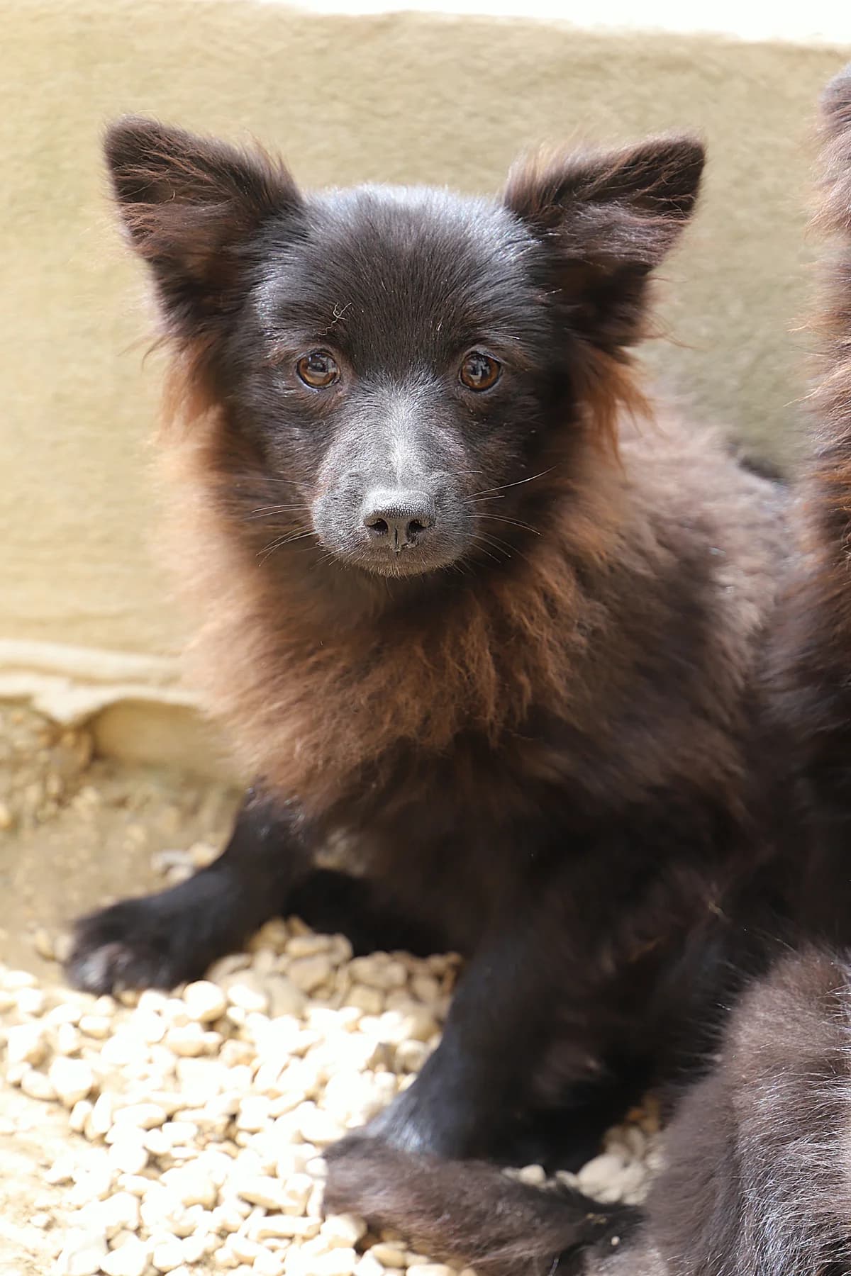 Roza, female mixed breed for adoption at SPA les amis des bêtes — Refuge de Jouvence
