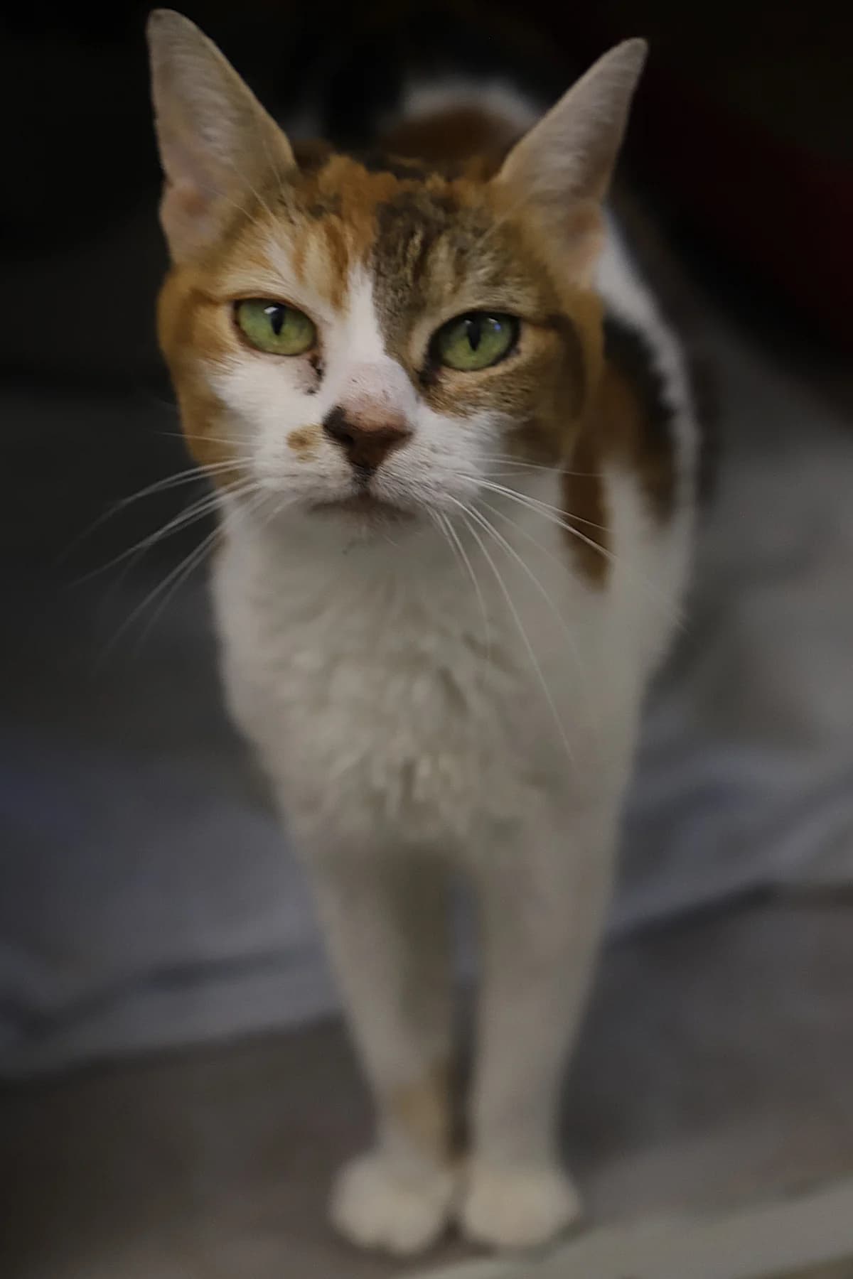 Samina, female European Shorthair for adoption at SPA les amis des bêtes — Refuge de Jouvence