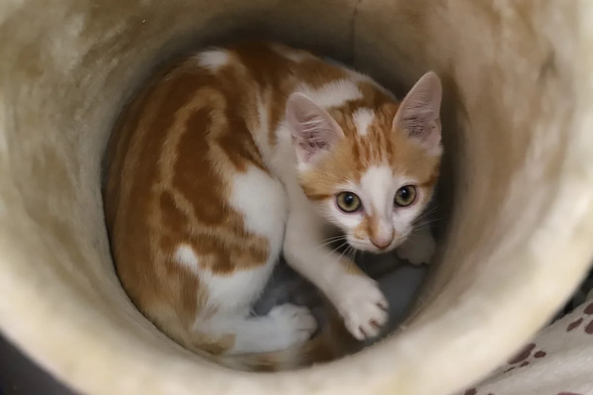 Sandro, male European Shorthair for adoption at SPA les amis des bêtes — Refuge de Jouvence