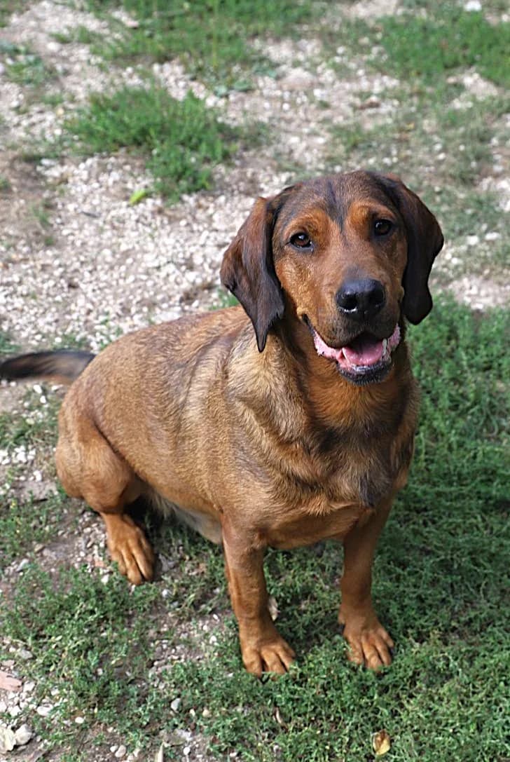Scooby, male Basset Hound for adoption at SPA les amis des bêtes — Refuge de Jouvence