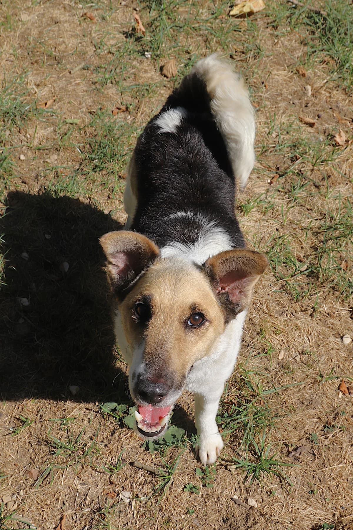 Selenia, female mixed breed for adoption at SPA les amis des bêtes — Refuge de Jouvence