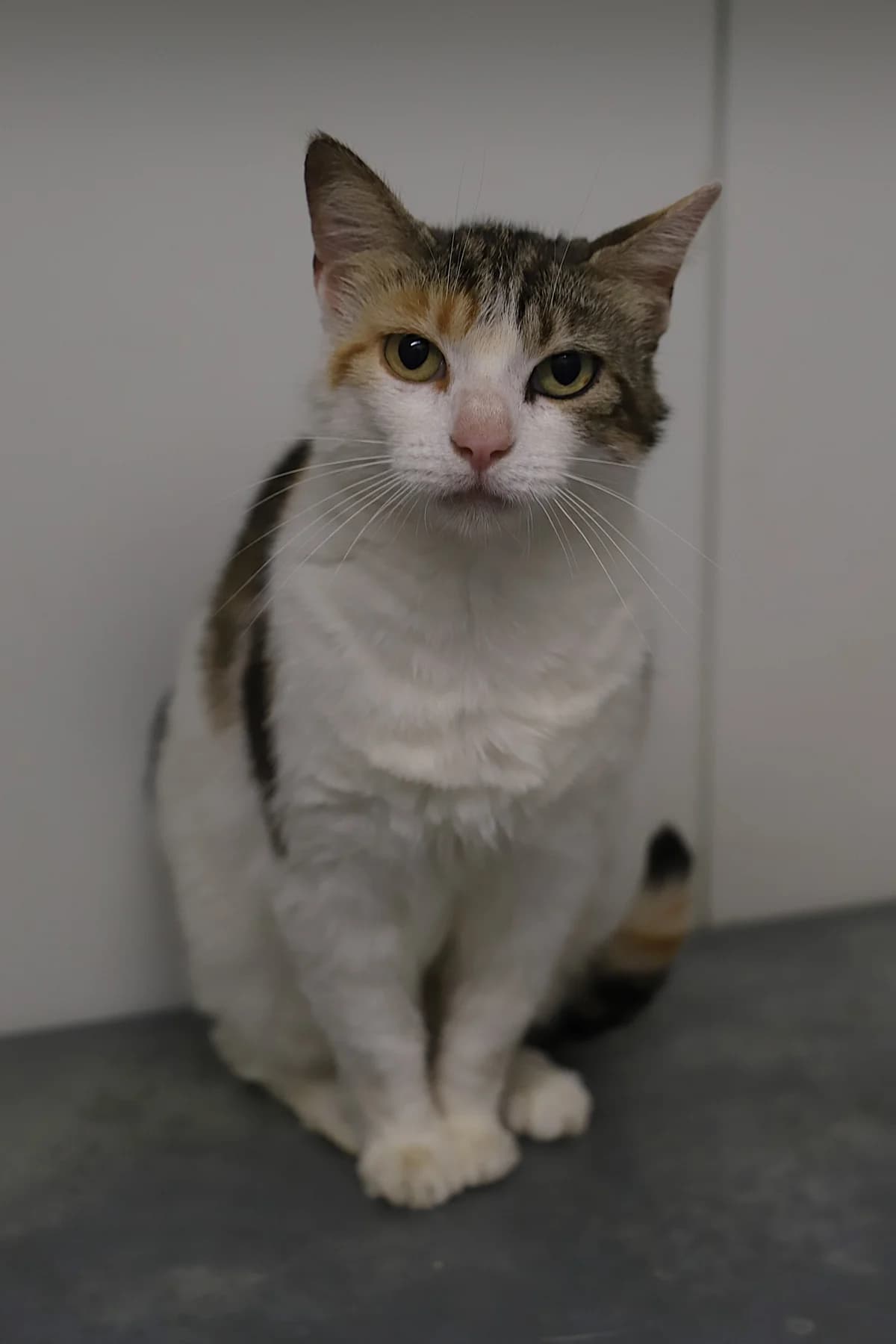 Sigma, female European Shorthair for adoption at SPA les amis des bêtes — Refuge de Jouvence