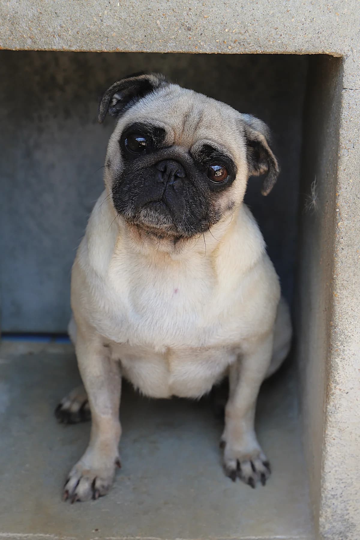 SMAELLE, female Pug for adoption at Refuge de Jouvence - SPA les amis des bêtes