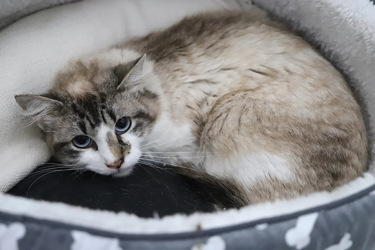 Steven, male European Shorthair for adoption at SPA les amis des bêtes — Refuge de Jouvence